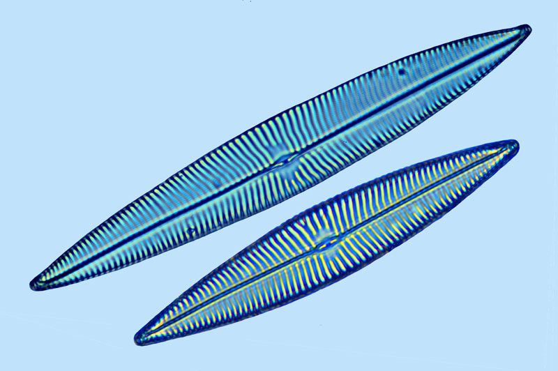 Navicula arenaria
